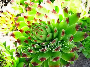   sempervivum   