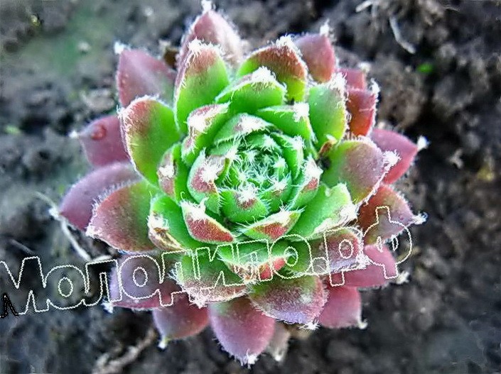   sempervivum     