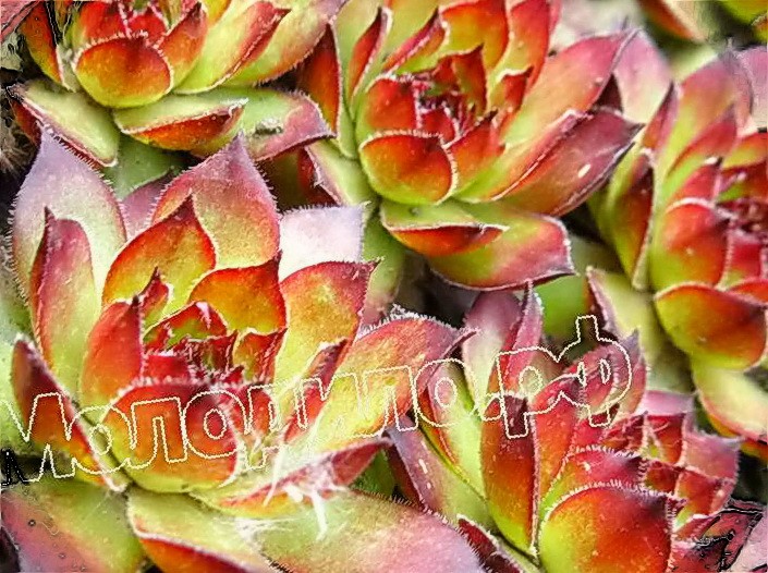  sempervivum   