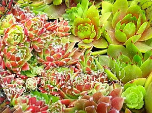  sempervivum    