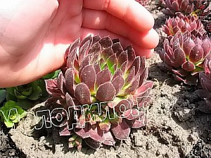   sempervivum   