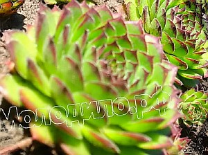   sempervivum    