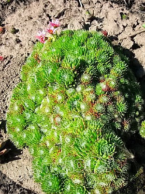  sempervivum  -   