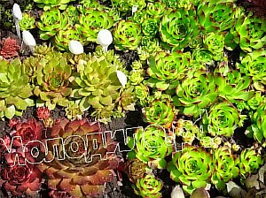   sempervivum   