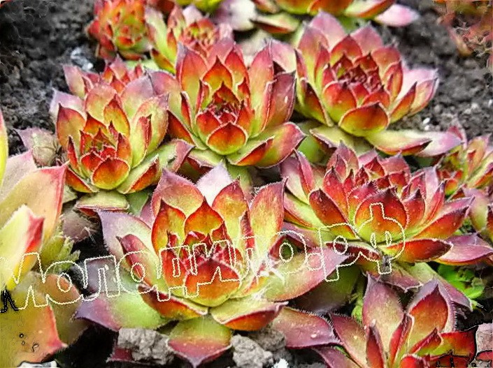  sempervivum   -