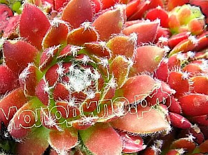  sempervivum   