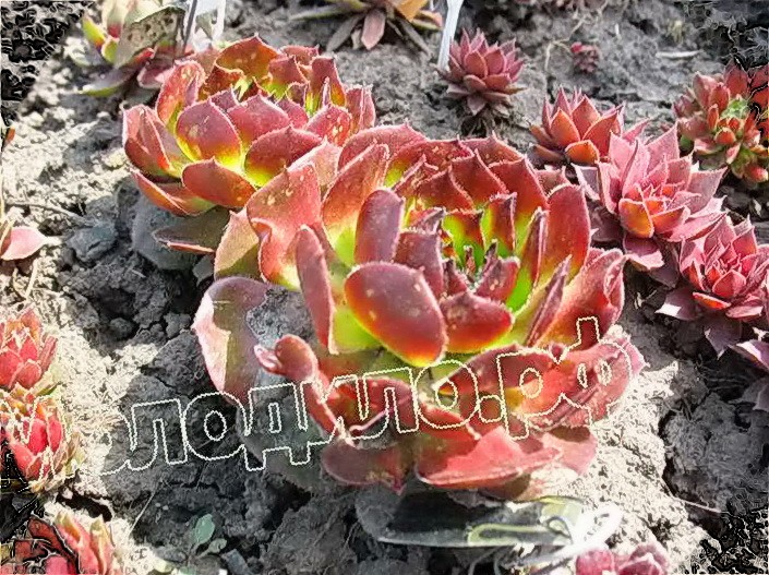  sempervivum   