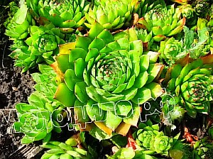   sempervivum   