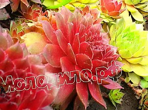  sempervivum   